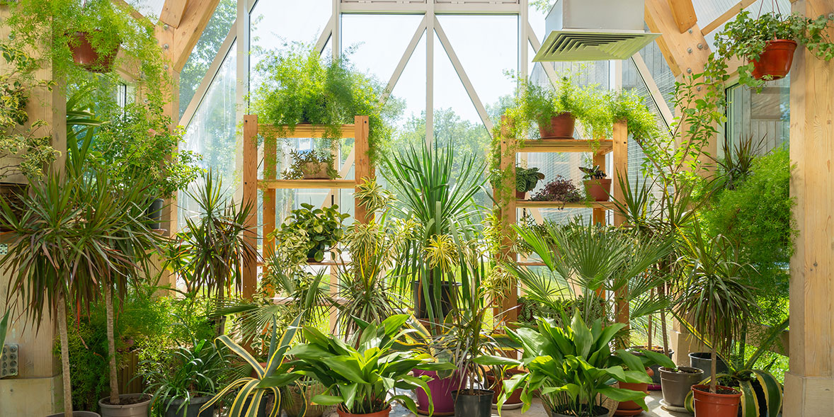 Trees and plants in a conservatory